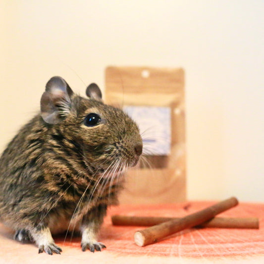 足柄産100% 香るブルーベリーのかじり木<お得セット30g×3袋>