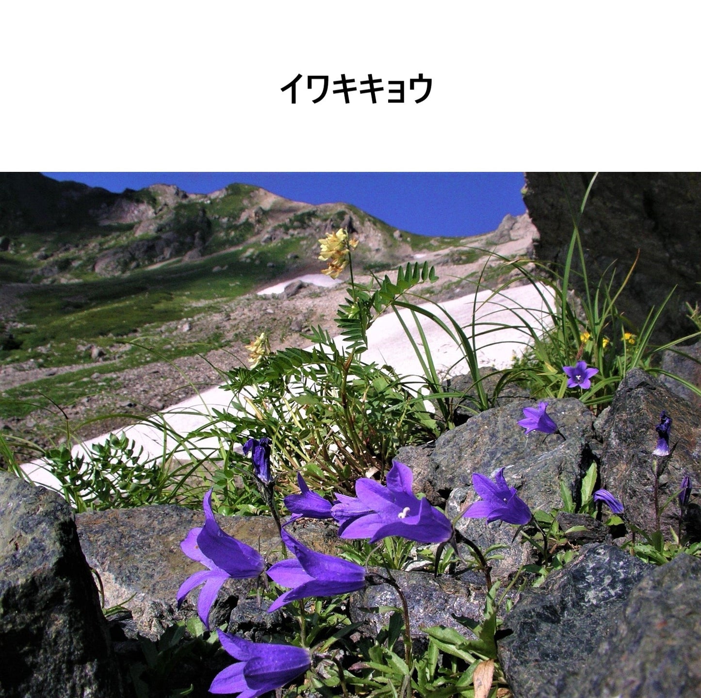 [Michelle Machoto]  ミッシェルマコット イワキキョウ柄 ロング ワイド ギャザー エプロン D-0007