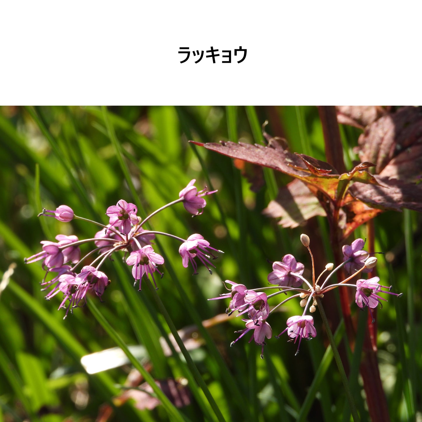 [Michelle Machoto]  ミッシェルマコット ラッキョウ柄 ロング ワイド ギャザー エプロン D-0009